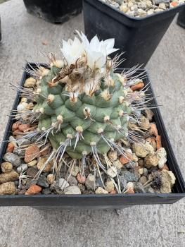 Turbinicarpus swobodae